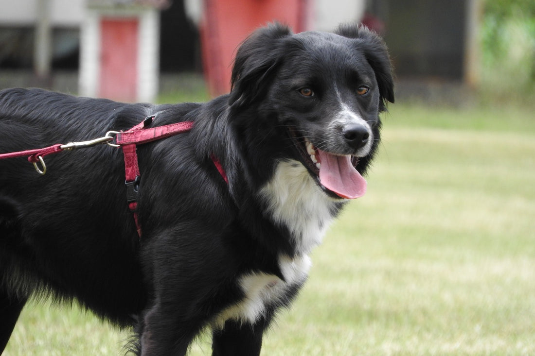 Precauciones para Sujetar al Perro con Correa Durante los Paseos y Visitas al Veterinario