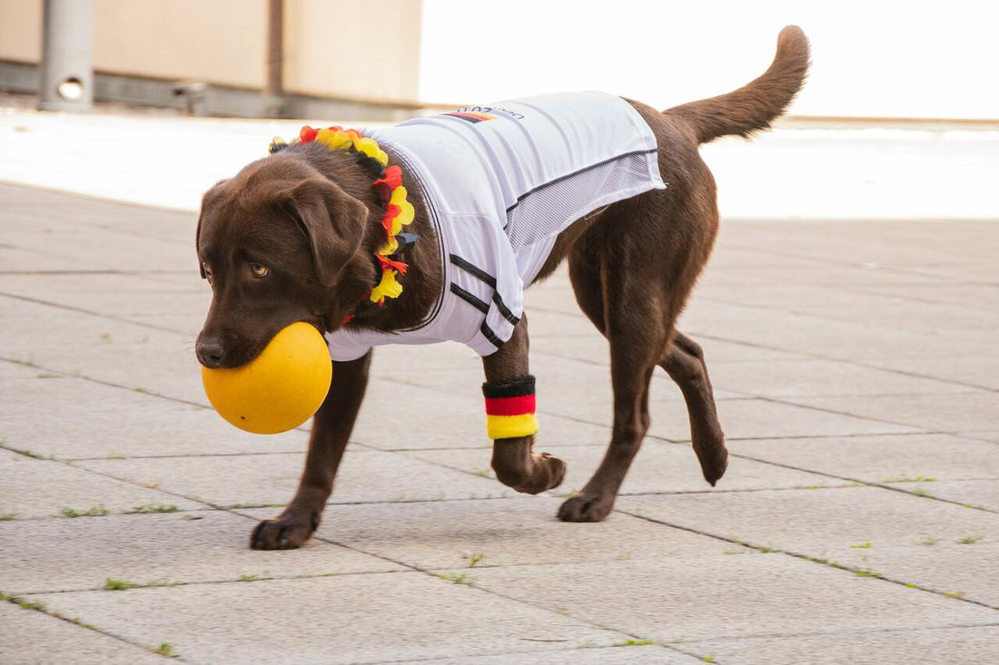 ¿Es bueno vestir a los perros? Ventajas y desventajas del uso de ropa en mascotas