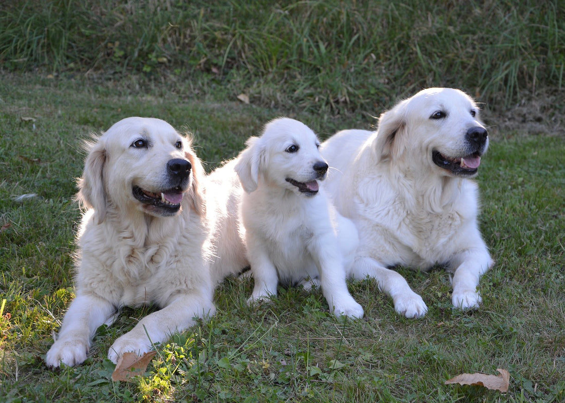 El uso de aspirina en los perros