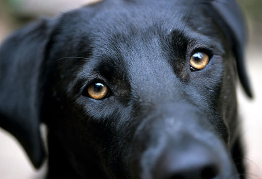 Importancia de la interacción entre perros mascota para su bienestar mental