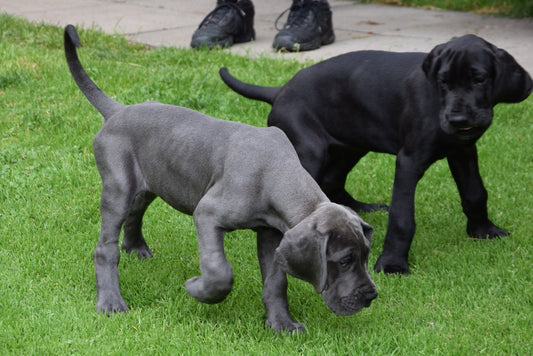 Cómo afronta la veterinaria el desinterés de las mascotas por sus cachorros