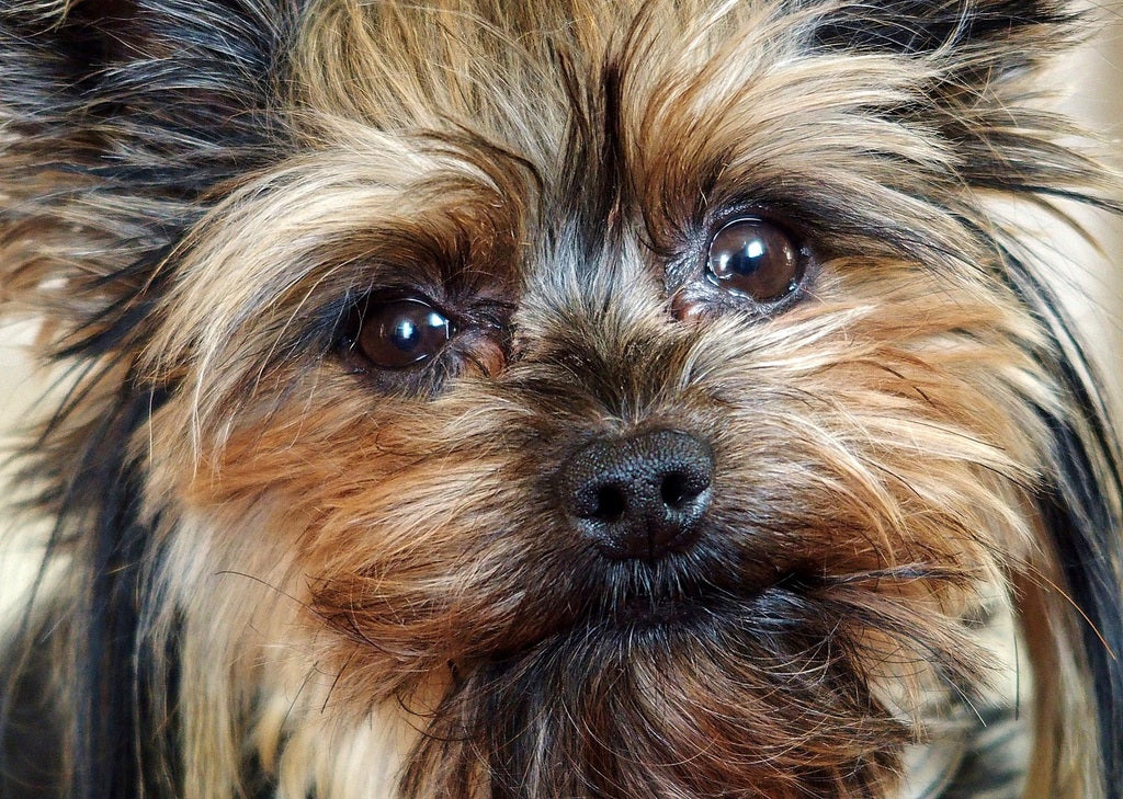 Cuidados para perros de gran pelaje durante las temporadas de calor