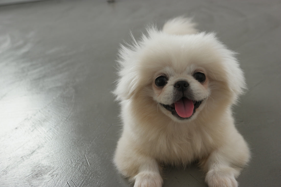 Qué es el síndrome de privación sensorial en los perros