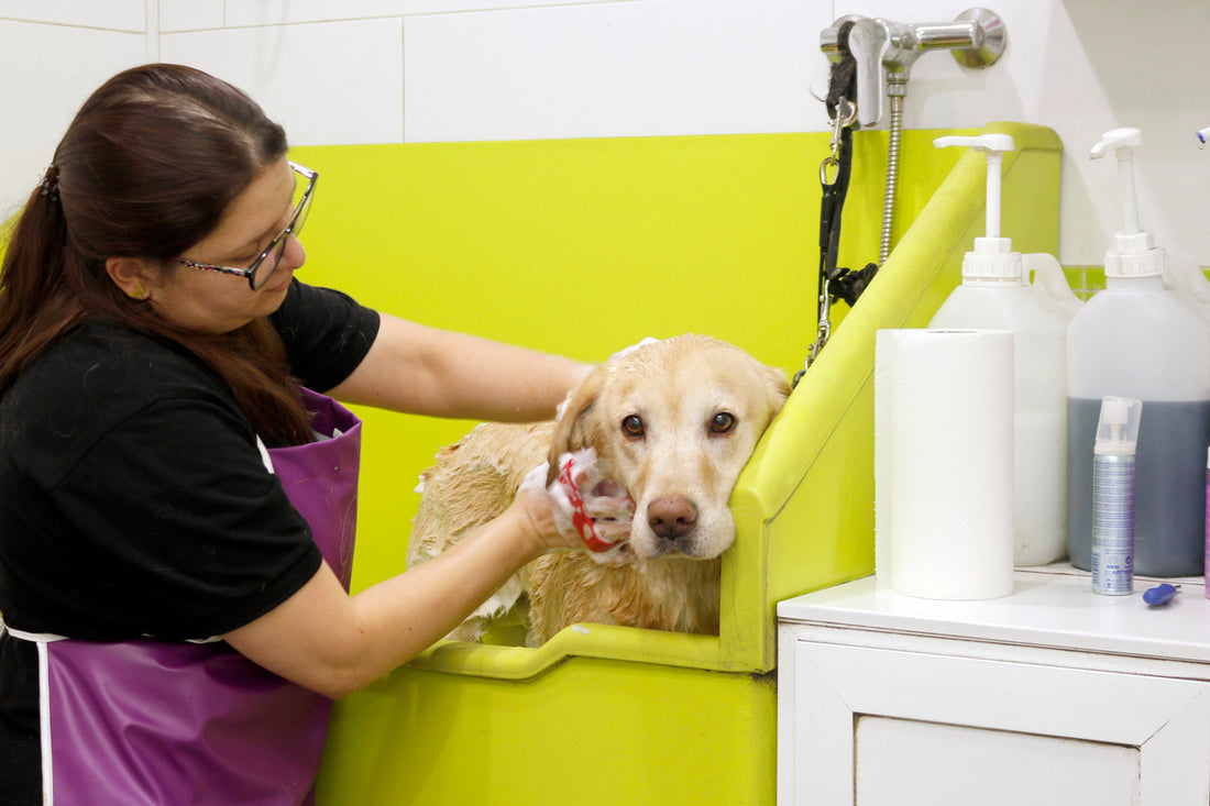 Importancia de la Toxicología Veterinaria