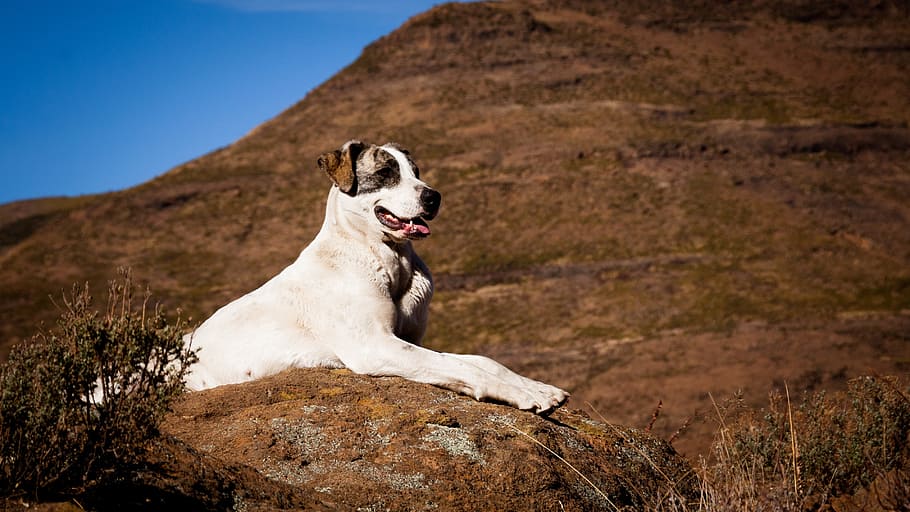 El problema de las alergias en las mascotas