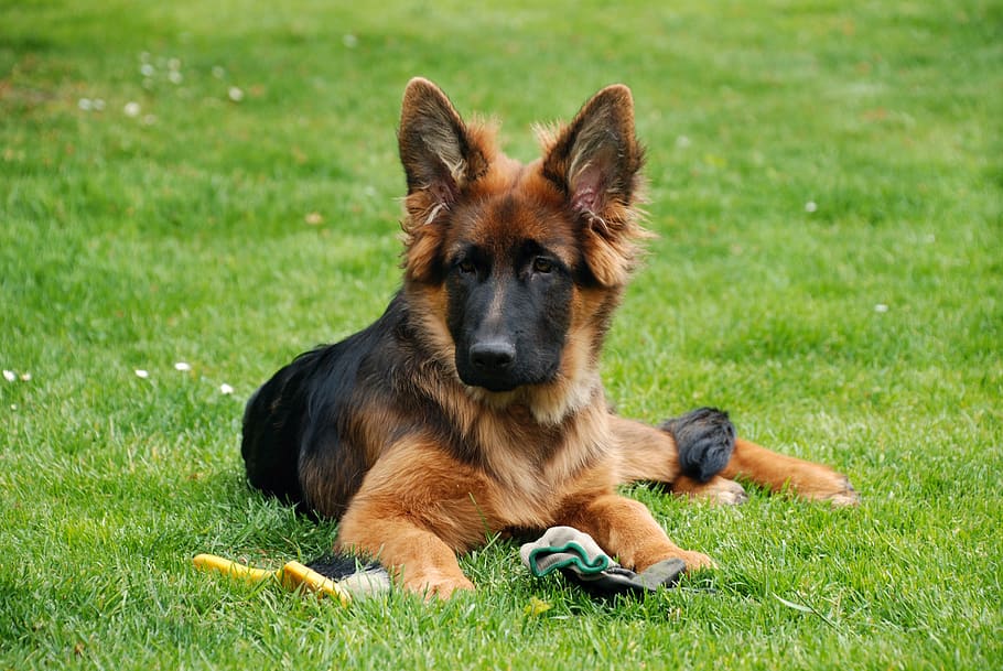 El problema del vómito verde en los perros