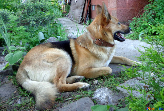 Soluciones veterinarias para aliviar el dolor en los perros