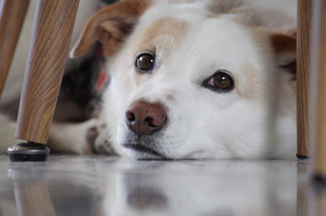 Cómo se debe adiestrar a los perros para orinar