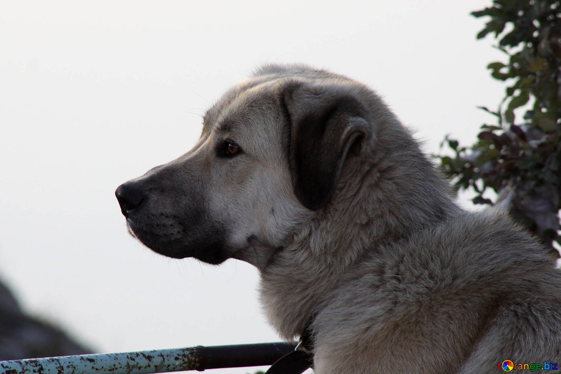 Cómo afrontar los golpes de calor del perro