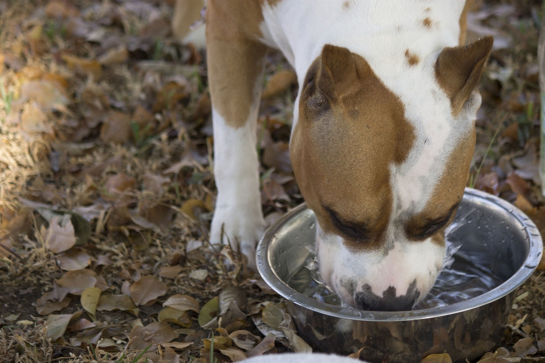 Evitar la deshidratación de los animales domésticos y de cría