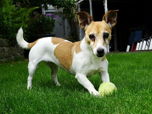 Recomendaciones para el adiestramiento canino