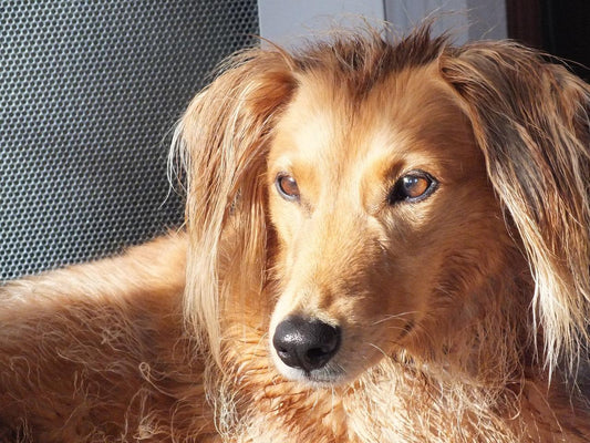 Los mejores tips para la salud canina