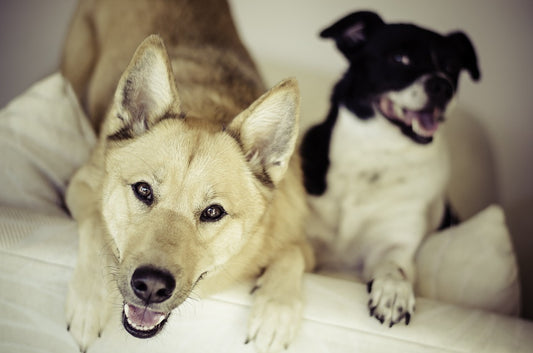 Cómo se deben cuidar a las mascotas
