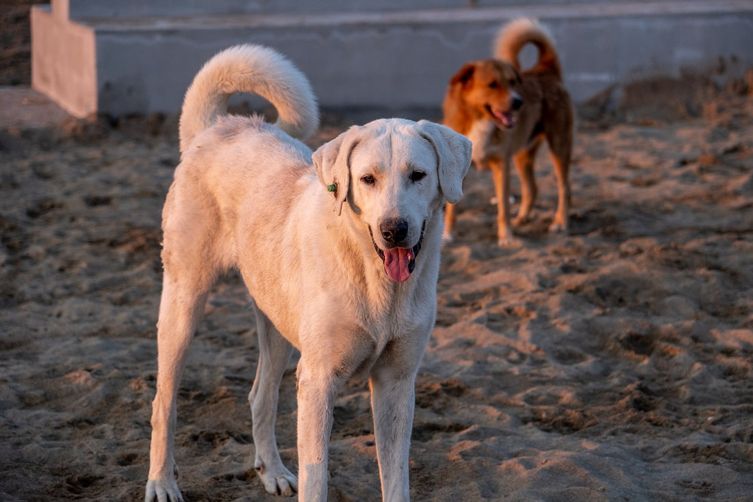 Comprendiendo el problema de la insuficiencia renal canina