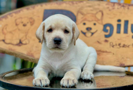 Adiestramiento canino, premios y asesoría veterinaria