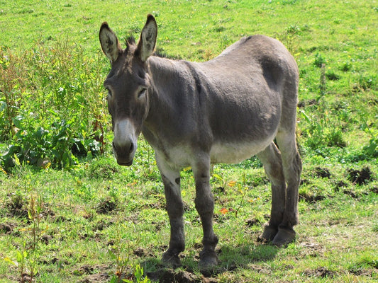Consejos para el correcto cuidado del burro