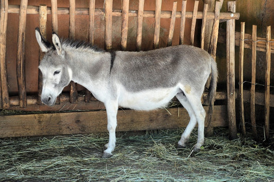 Beneficios del cuidado de los animales de granja