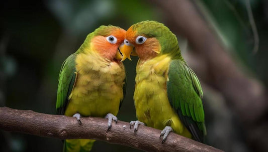 La nutrición de los loros