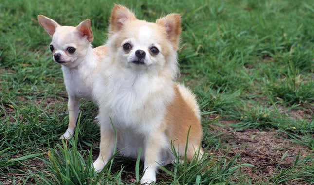 Cómo cuidar y atender a un perro Chihuahua