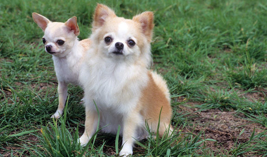 Cómo cuidar y atender a un perro Chihuahua