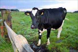 Necesidad de la veterinaria en los emprendimientos ganaderos
