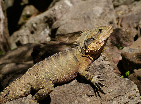Bienestar y atenciones para la iguana mascota