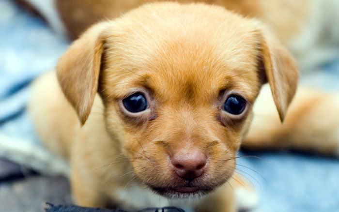 Consejos acerca del destete en la cría de perros