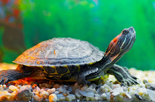 Importancia de la vitamina A para la nutrición de la tortuga