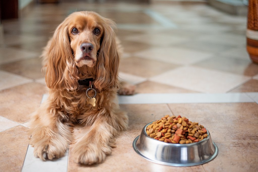 Conociendo atractivas razas caninas para tener como mascota