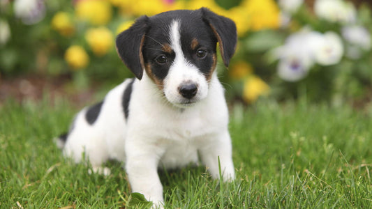 Cómo proteger a tu perro del ruido de la pirotecnia