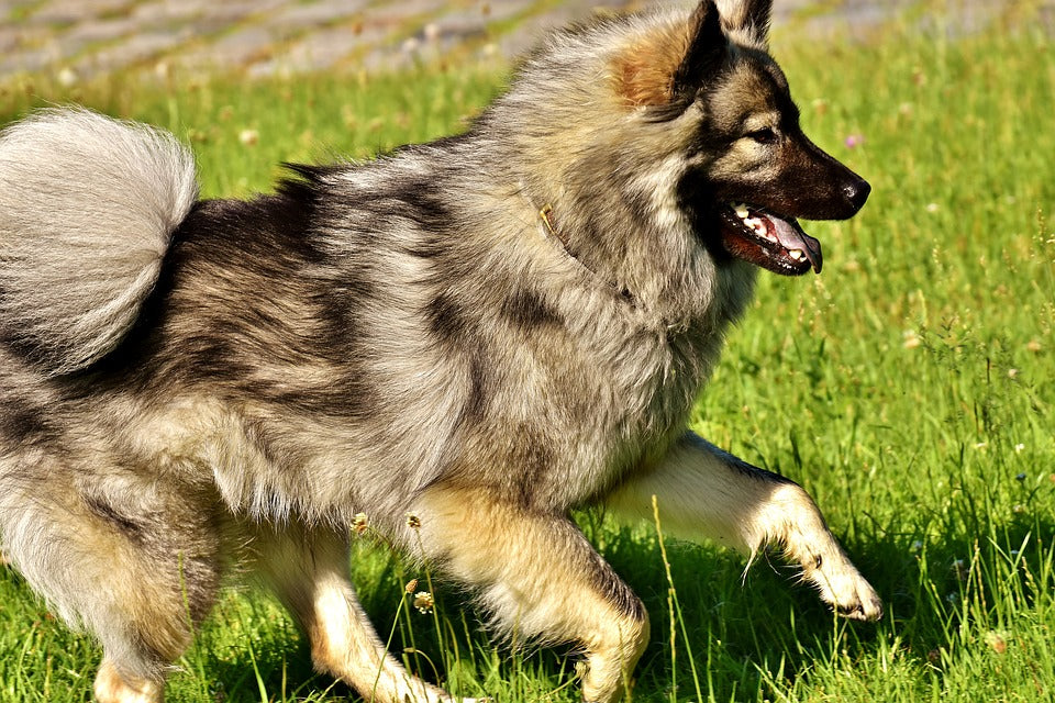 Consejos indispensables para el cuidado de las mascotas