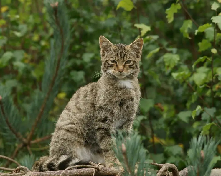 Areneros y limpieza: claves para un hogar sin olores y feliz para tu gato