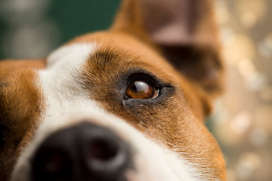 Adoptar una mascota: lo que se debe hacer y lo que no se debe hacer