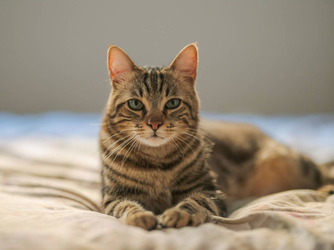 El problema de los espasmos en los gatos de edad avanzada