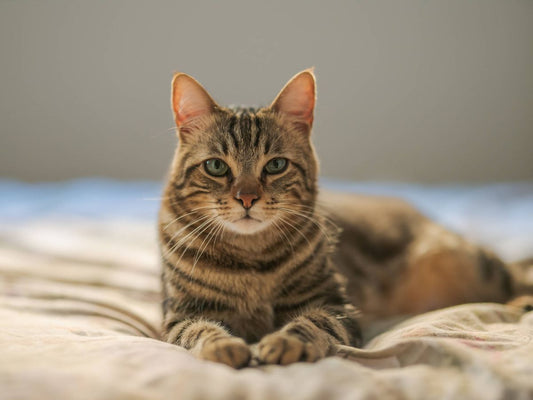 El problema de los espasmos en los gatos de edad avanzada