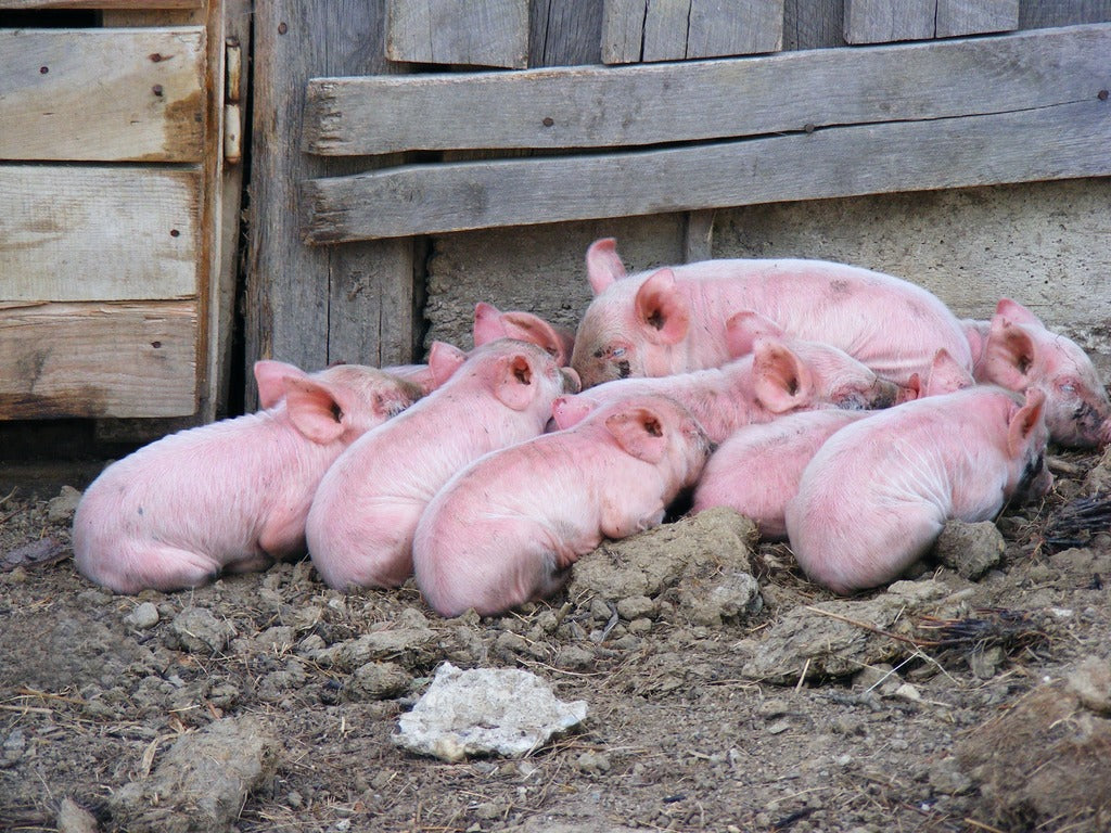 Detección de malestar corporal en el ganado porcino: indicios y atención veterinaria