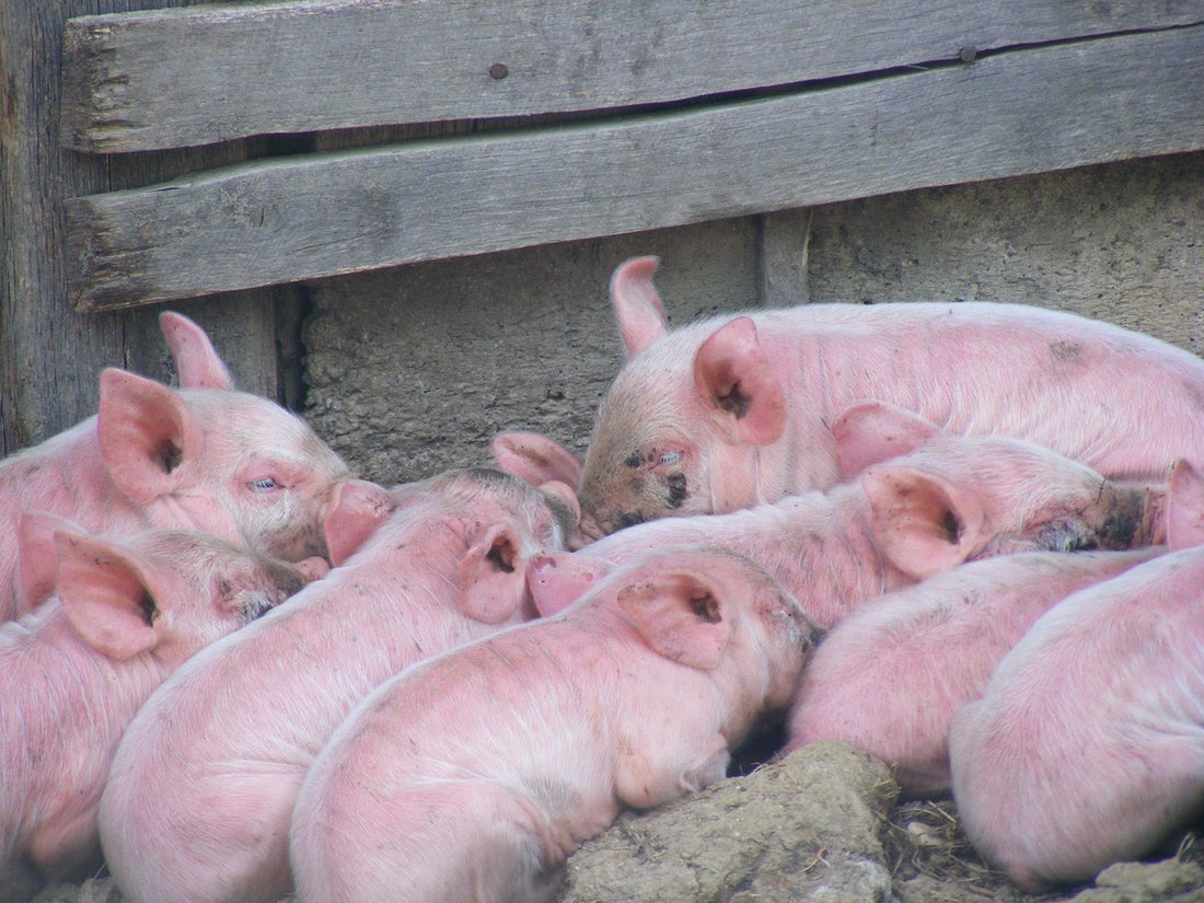 Casos de diarrea bacteriana en las poblaciones de ganado porcino