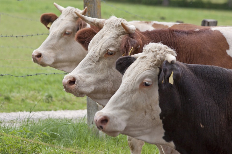 Problemas veterinarios relacionados con la transportación del ganado vacuno