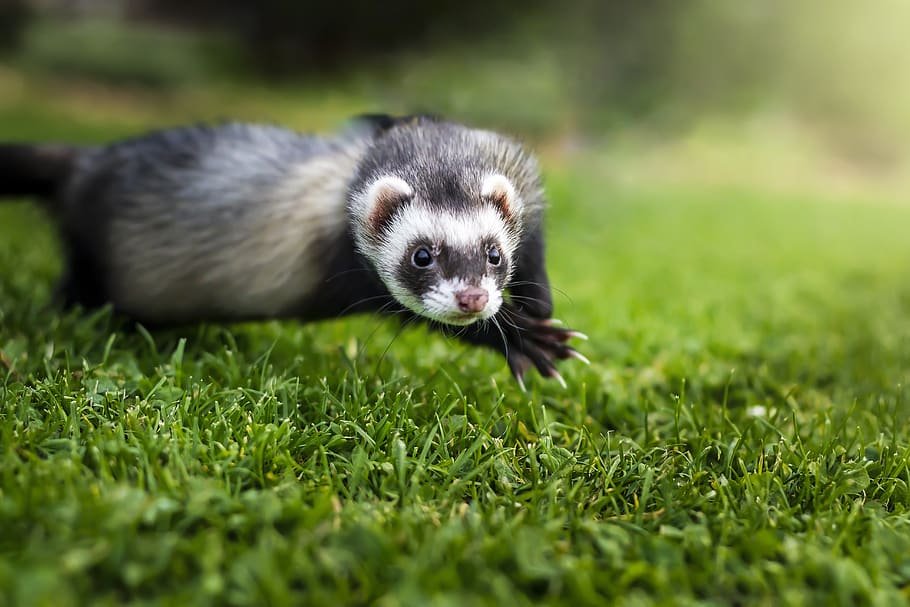 Atenciones que debe recibir el hurón mascota