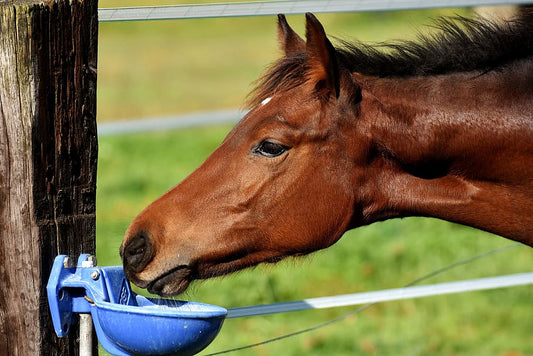 Tips de nutrición e hidratación equina