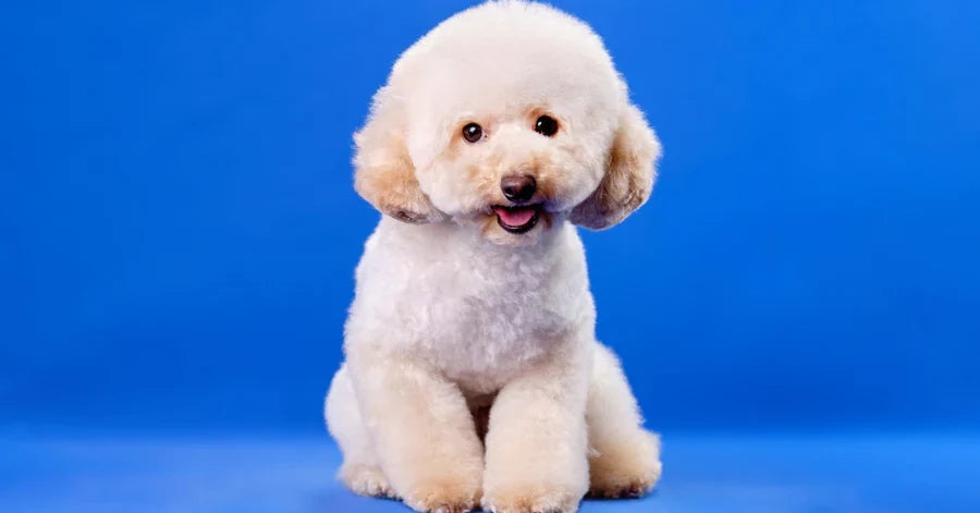 Consejos para preservar la salud del perro poodle