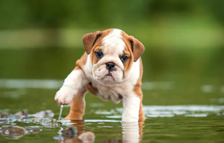 Cuidados de la piel del perro bulldog y atención veterinaria
