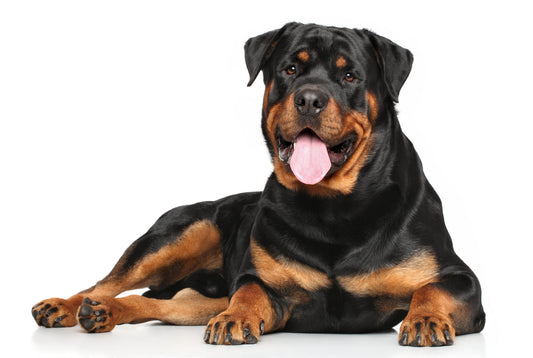 Cuidar a un perro Husky Siberiano, Boxer o Rottweiler