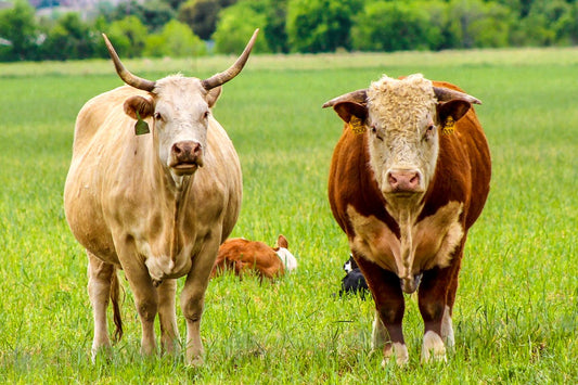Protección Veterinaria de Animales de Granja contra Fauna Nociva