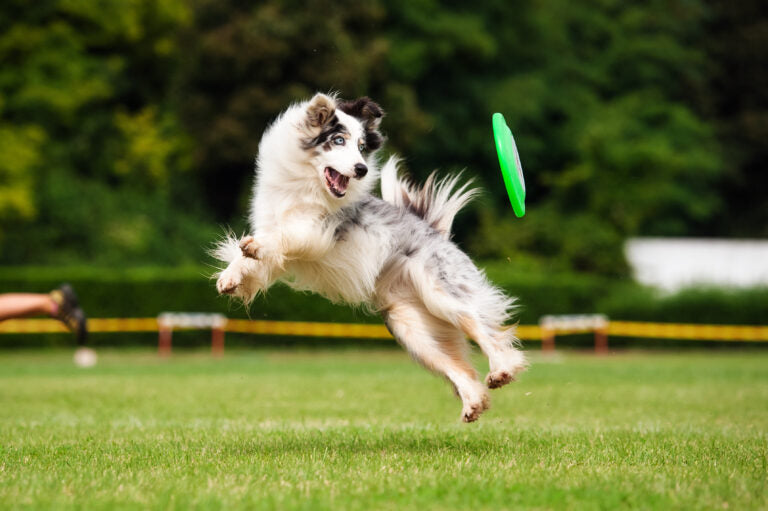 Ventajas del Juego con Frisbee para los Perros