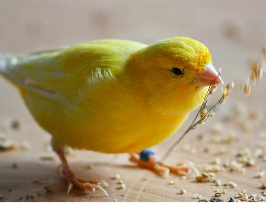 Consejos para tener pájaros en casa y garantizar su bienestar