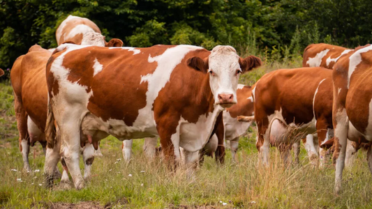 Estrategias de prevención contra la Neumonía Bovina