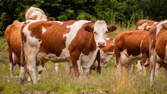 Importancia de aislar a los animales enfermos en los espacios de cría