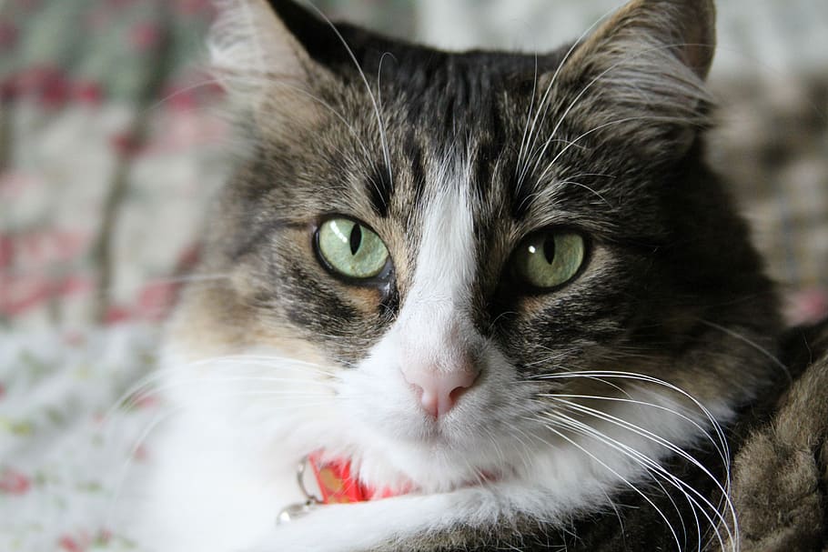 El problema del asma en los gatos