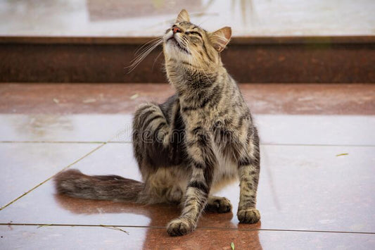 Las alergias en los animales domésticos, lo que debes saber